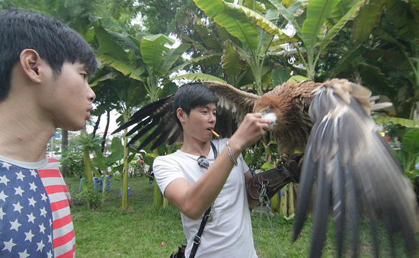 Chim đại bàng khá hung dữ khi được cho ăn, nên phải dùng đến còi hiệu lệnh điều khiển. Mặc dù được nuôi nấng nhưng chúng thường khiến 2 anh em bị thương, chảy máu ở tay, chân.